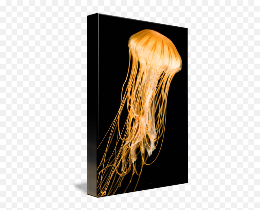 Jellyfish With Black Background By Victor Howe - Jellyfish Png,Jellyfish Transparent Background