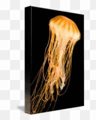 Jellyfish With Black Background By Victor Howe - png
