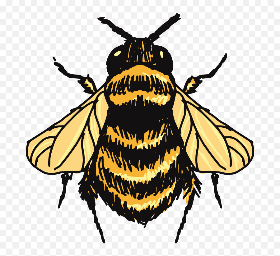 Honey Bee Png - Honey Bee Bee Drawing Png,Bee Transparent Background