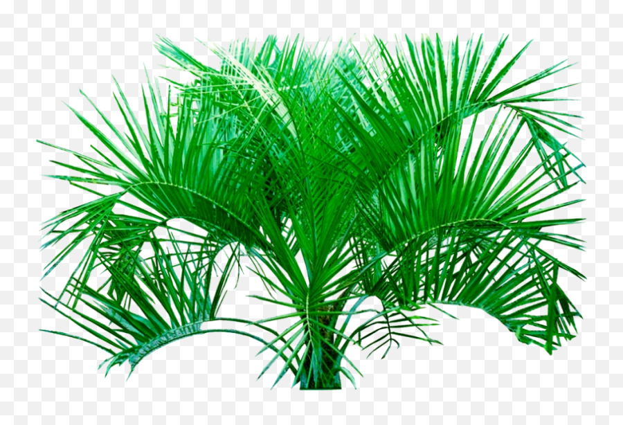 Plants Hd Transparent Background Image - Tropical Plants Transparent Background Png,Plants Transparent Background