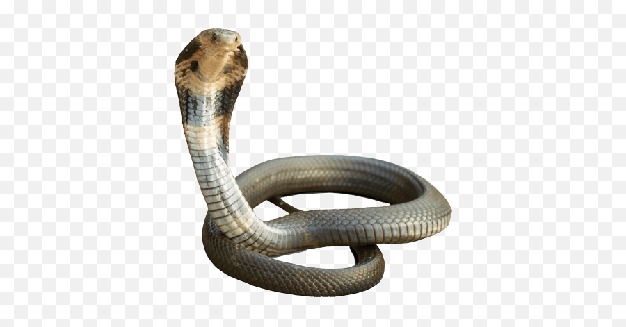 Cobra Snake Png Images Free Download - Cobra Snake Png Hd,King Cobra Png