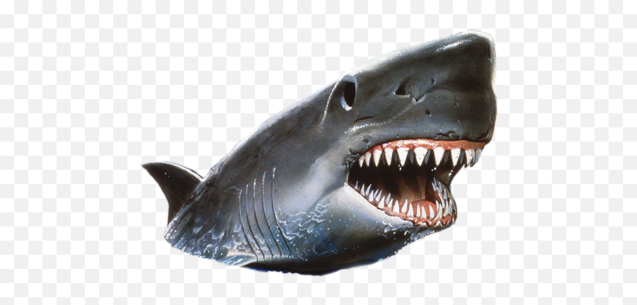 Shark Mouth Open Transparent U0026 Png Clipart Free Download - Ywd Squaliformes,Shark Transparent Background