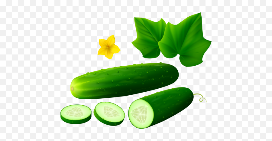 Png Free Download Cucumber Transparent Background - Cucumber Clipart White Background,Cucumber Transparent