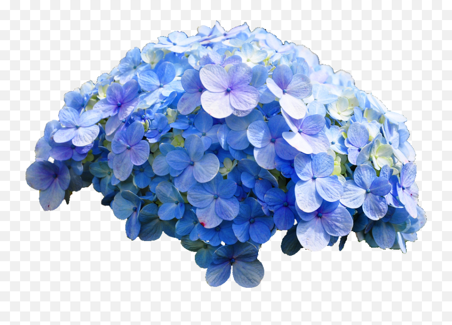 Common Hydrangea - Hydrangea Png,Hydrangea Png