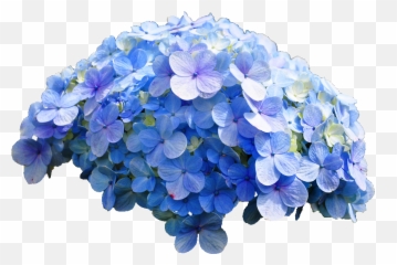 Common Hydrangea - Hydrangea Png,Hydrangea Png