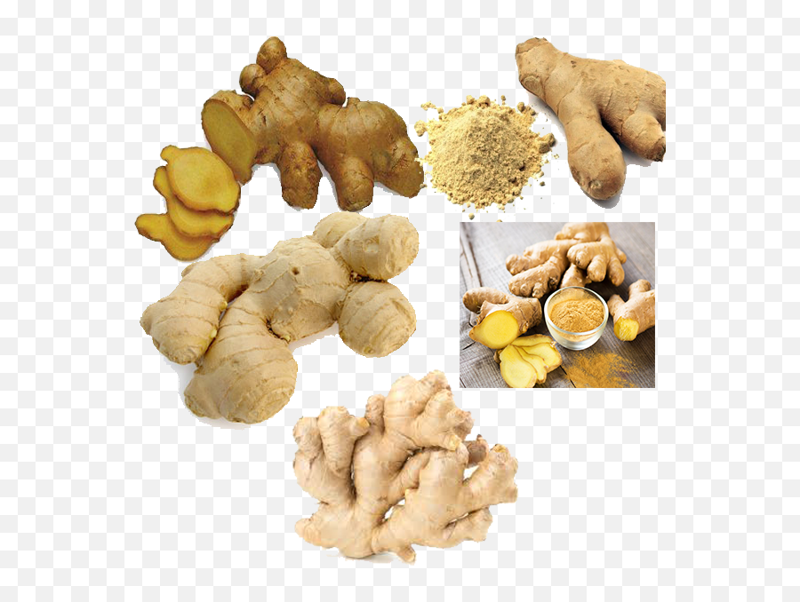 Ceylonka - Brown Vegetables Png,Ginger Png