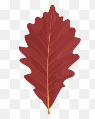 Swamp White Oak Red Leaf Clipart Free Download Transparent - Swamp White Oak Png,Swamp Png