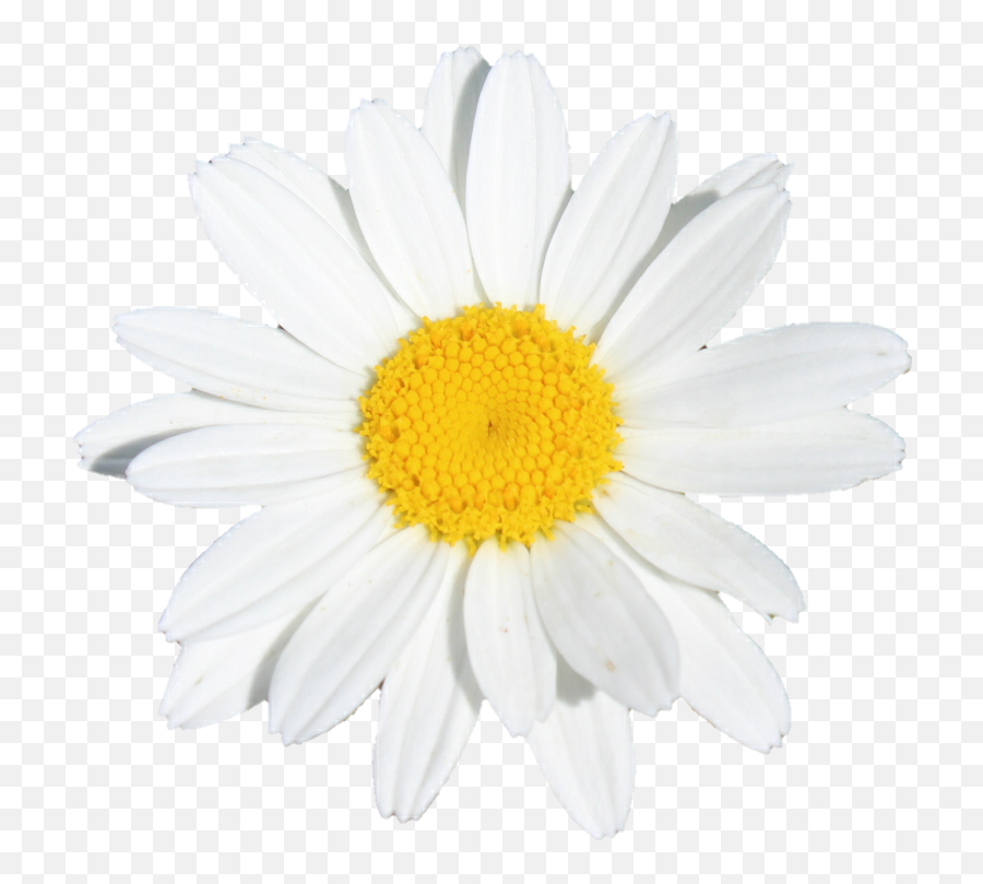 Download Hd Flower Flowers White Yellow - Lovely Png,White Daisy Png