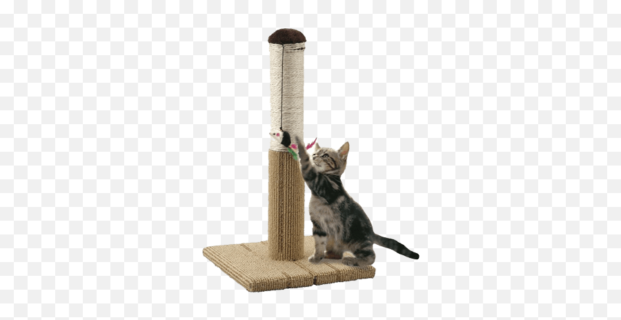 Cat Scratching Post - Conbini Japan Your Japanese Online Store Cat Scratch Tower Png,Scratch Cat Png
