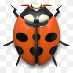 Ladybug Animal Insect - Mariquita Roja Png,Transparent Ladybug