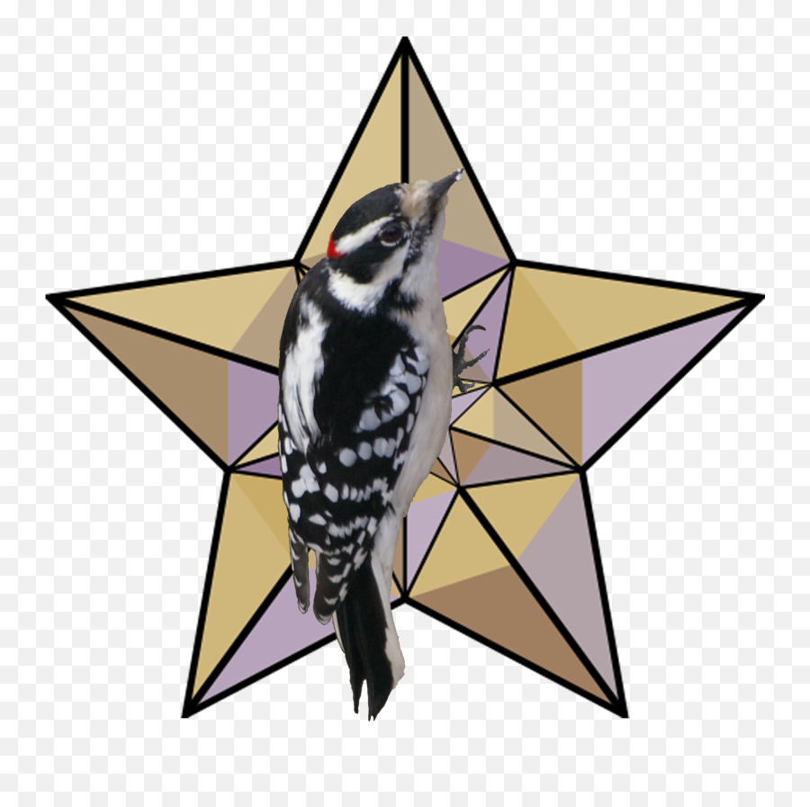 Fileflsweepslogopng - Wikipedia Mugshots Hendry County Fl,Woodpecker Png