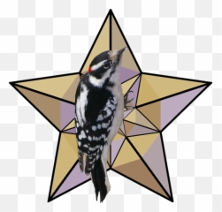 Fileflsweepslogopng - Wikipedia Mugshots Hendry County Fl,Woodpecker Png