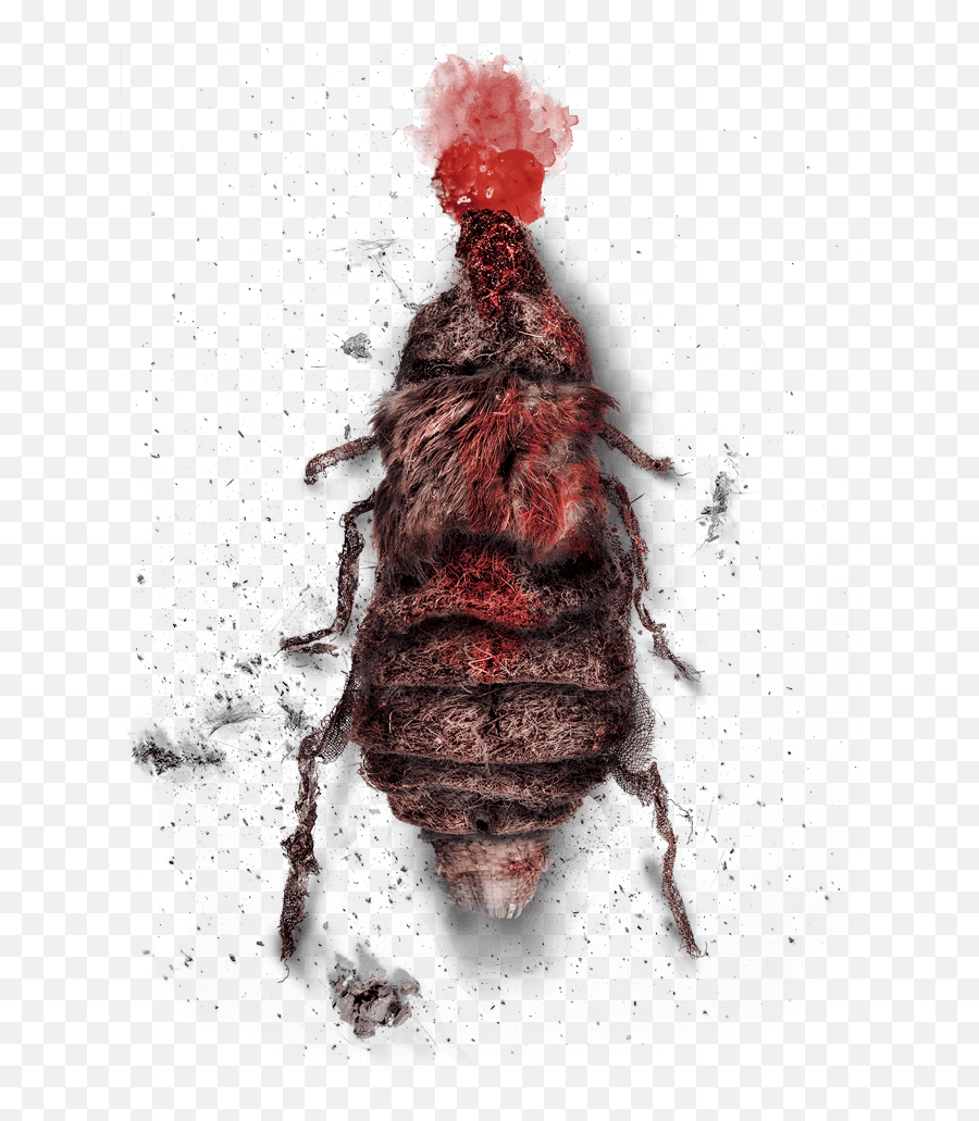 Fleas Profile - Make Them Stop Fast Deadly Doom Parasitism Png,Flea Png