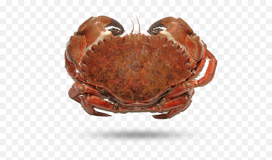 Rock Crab - Pacific Supreme Lobster Crabs Of The Pacific Northwest Png,Crab Legs Png