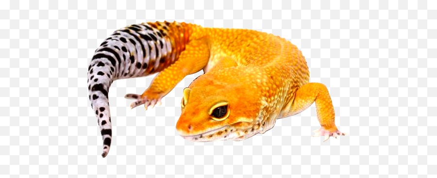 Dubia Roaches - Geckos Png,Leopard Gecko Png