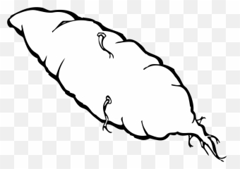 Sweet Potato Yam Outline Vector Sketch - Ubi Black And White Png,Yam Png