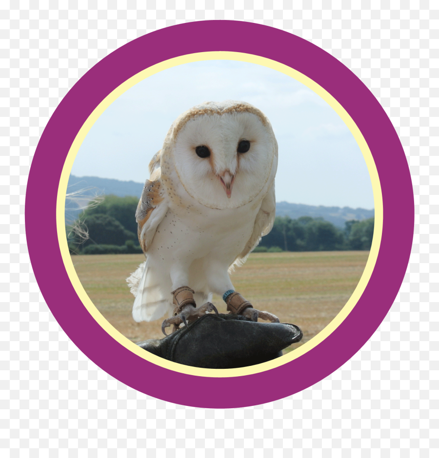 Bird Of Prey - Soft Png,Barn Owl Icon