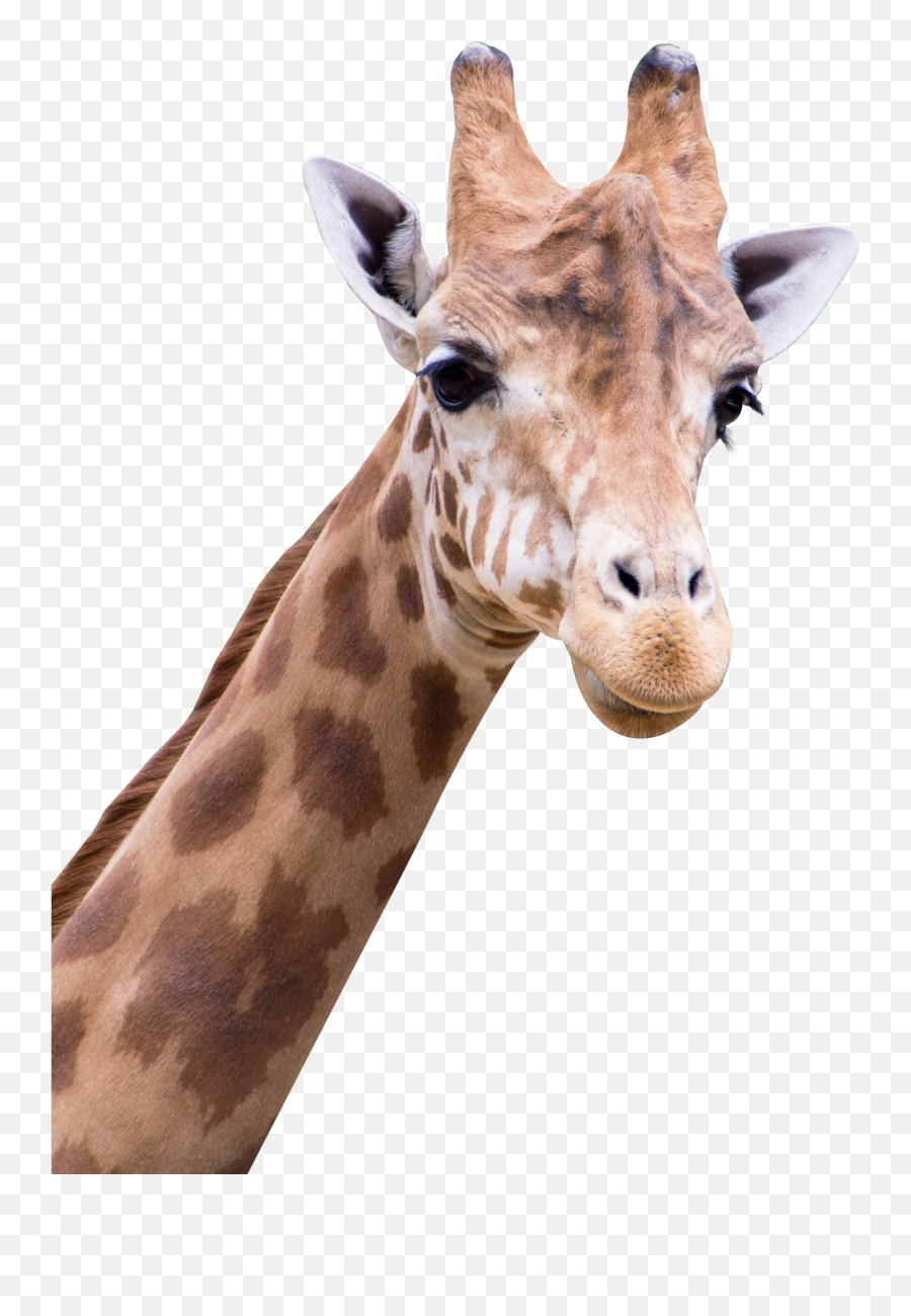 Giraffe Png Images All - Png Transparent Giraffe Png,Peeking Png