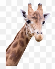 Giraffe Png Images All - Png Transparent Giraffe Png,Peeking Png