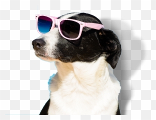 Happy Dogs Transparent U0026 Png Clipart Free Download - Ywd Happy Dog Png,Dogs Png