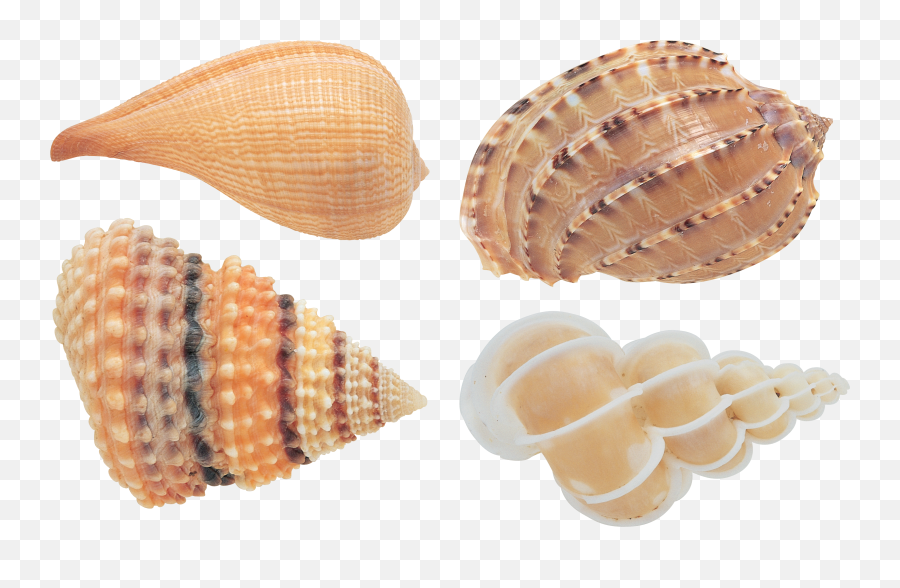 Seashell Png Images Free Download - Transparent Background Seashell Png,Sea Shell Png