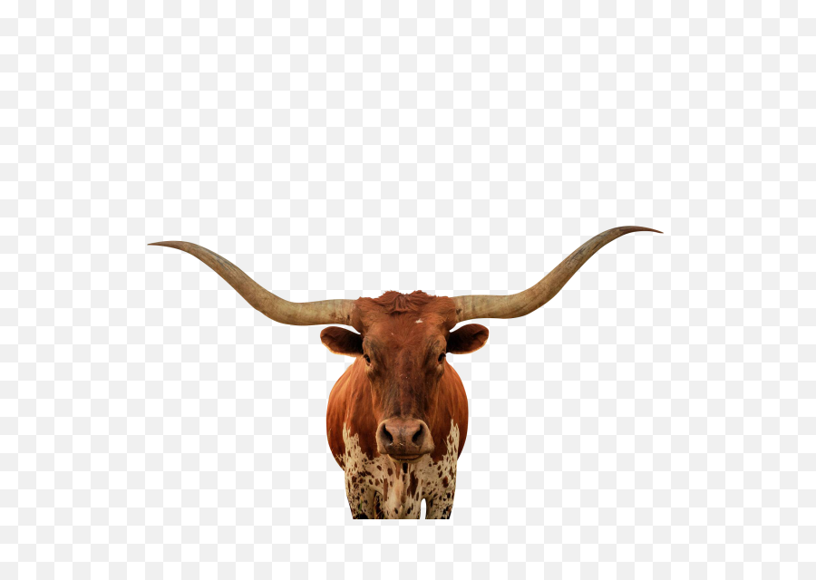 Free Texas Longhorn Silhouette - Long Horned Cattle Png,Longhorn Png