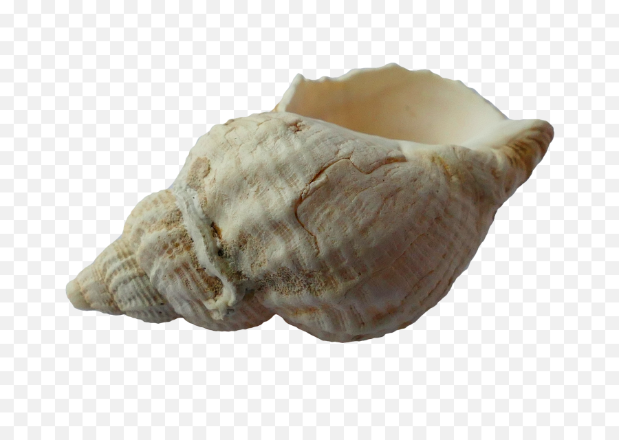 Png Hd Transparent Clam - Conch Shell,Shell Png