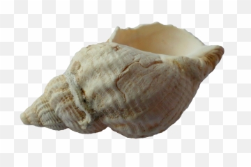 Png Hd Transparent Clam - Conch Shell,Shell Png