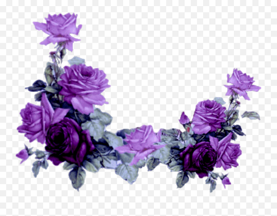 Mq Purple Roses Rose Border Borders - Purple Rose Flower Border Png,Rose Border Transparent