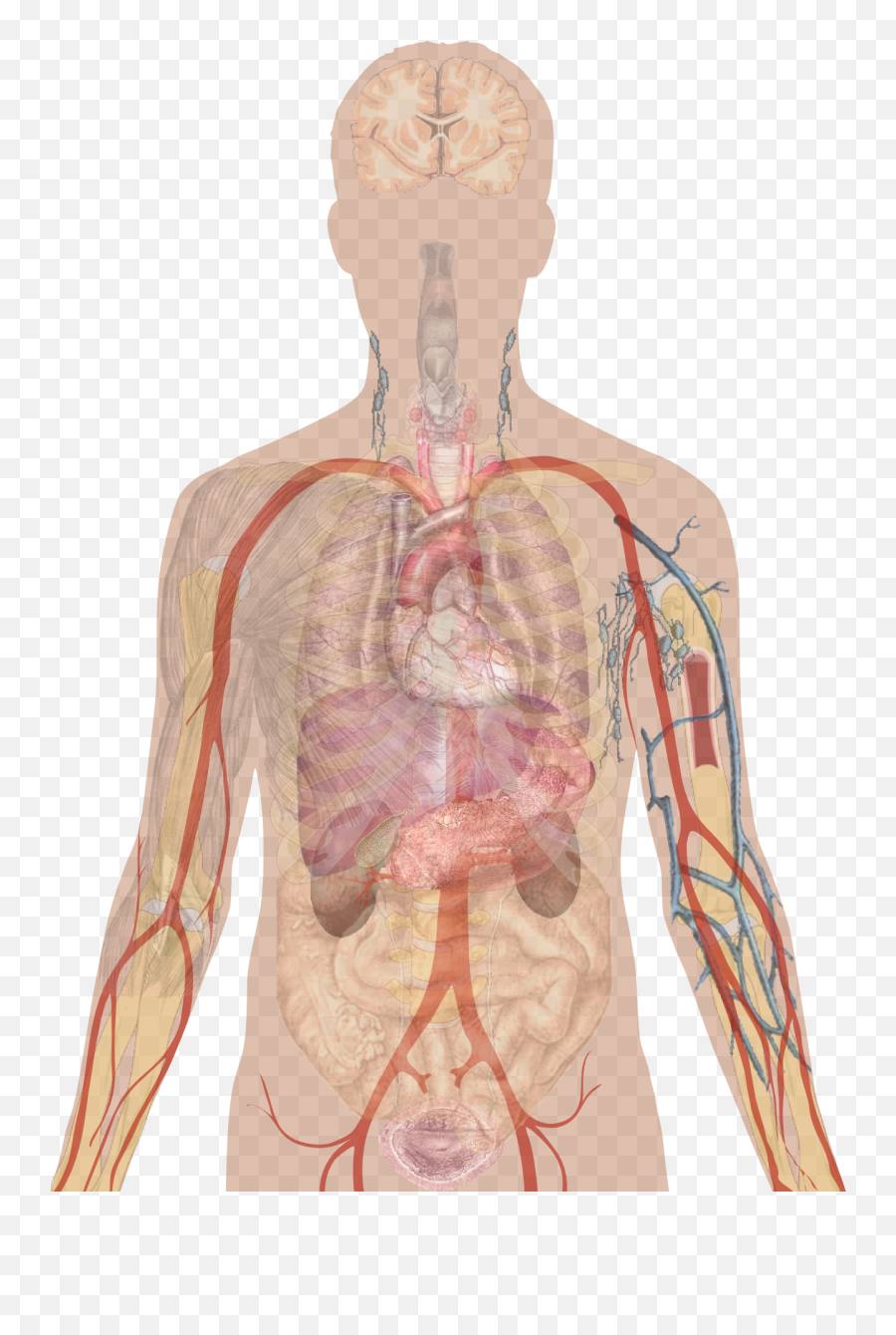 Man Shadow With Organs - Churg Strauss Syndrome Png,Person Shadow Png