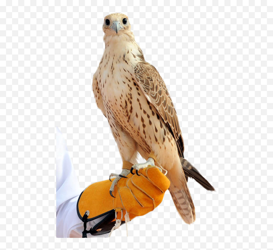 Download Falcon Png - Hd Png Image With No Background Arabic Falcon,Falcon Png