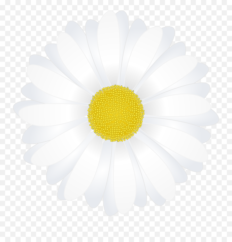 Camomile - Can Do All Things Through Christ Png,Chamomile Png