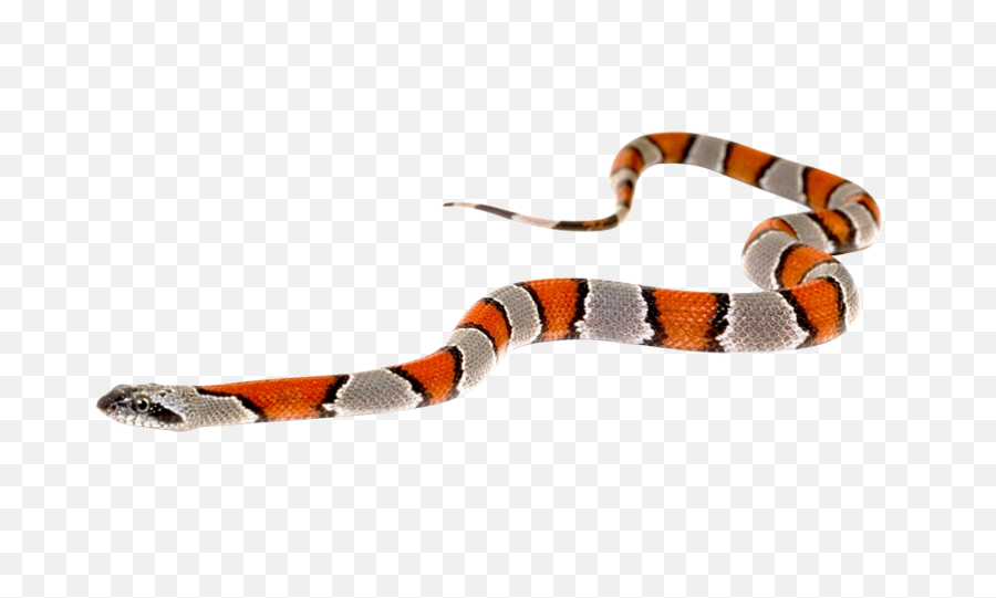 Snake Png Image - Transparent Snake Png,Snake Transparent Background