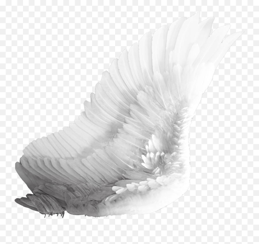 Download Black Wings Png - Angel Wings Png Feather,Wing Png