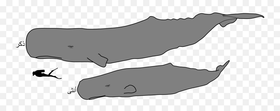 Download Sperm Whale Male And Female Size - Ar Sperm Whale Sperm Whale Male Vs Female Png,Sperm Png
