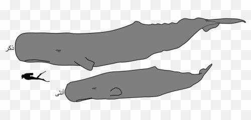 Download Sperm Whale Male And Female Size - ar Vs png