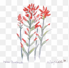 Indian Paintbrush U2014 Bewilderment Art Png