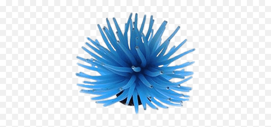 Sea Anemone - Colorful Sea Anemone Transparent Png,Anemone Png