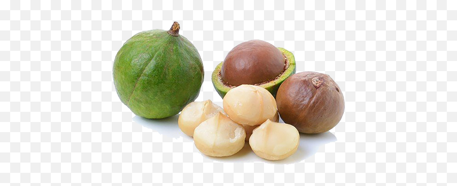 Macadamia Nuts Download Transparent Png Image Arts - Macadamia Nut Fruit,Nuts Png