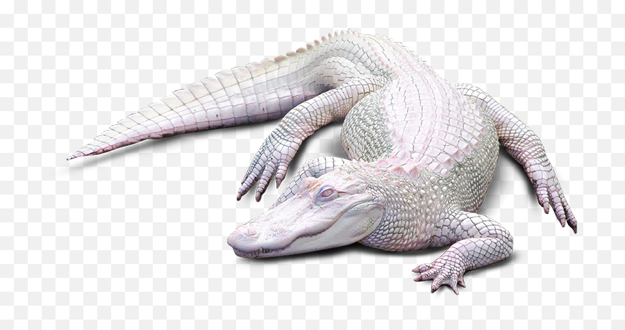 Time To Learn About Alligators With Swamptourscom - Albino Alligator Transparent Png,Alligator Png