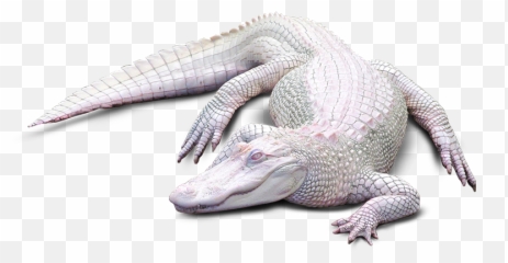 Time To Learn About Alligators With Swamptourscom - Albino Alligator Transparent Png,Alligator Png