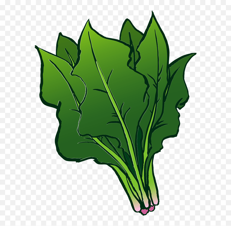 Spinach Vegetable Clipart Free Download Transparent Png - Spinach Clipart,Spinach Png
