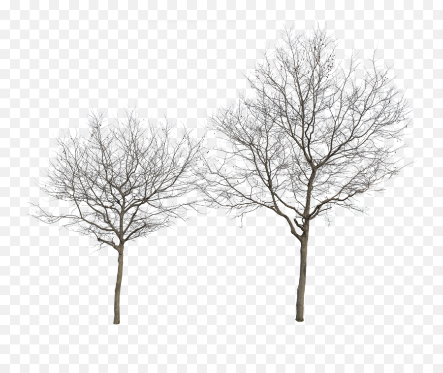 Winter Trees - Winter Tree Cut Out Png Png Download Transparent Winter Trees Png,Tree Cutout Png