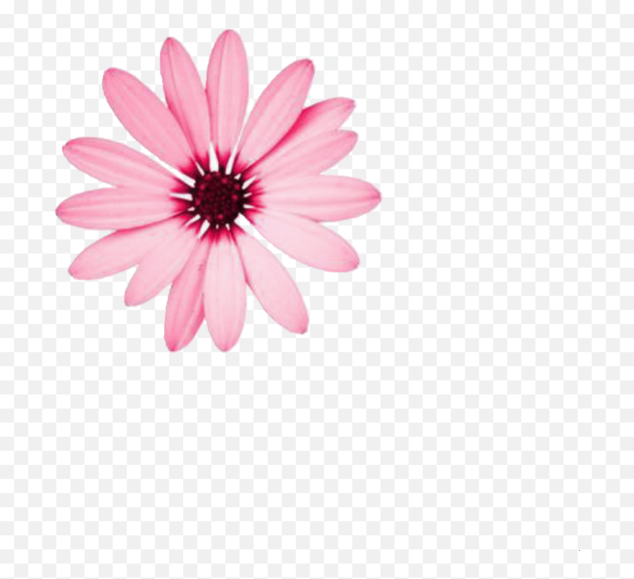 Png Of A Flower That I Made - Pink Flowers For Instagram Feed,Flower Pngs