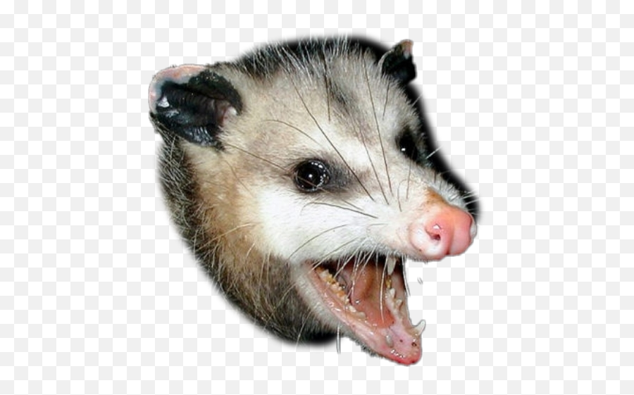 Opossum Sticker By Davidegen - Rat Vs Possum Png,Opossum Png