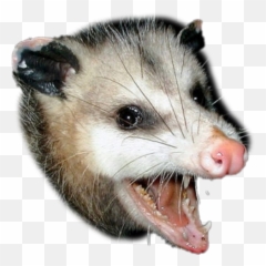 Opossum Sticker By Davidegen - Rat Vs Possum Png,Opossum Png
