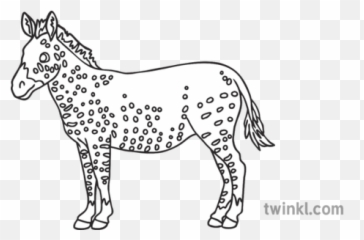 Spotted Zebra Romania Story Animal Africa Nature Rare Ks1 - Foal Png,Zebra Png