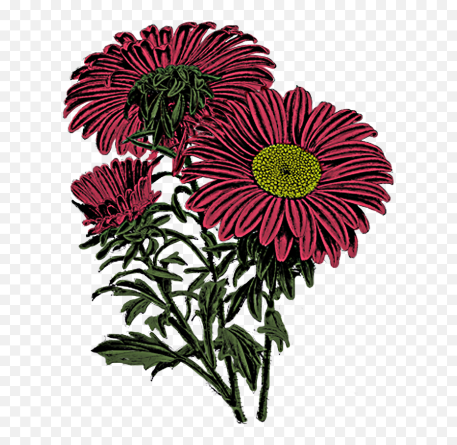 Fall Flowers Png - Dover Royalty Free Flowers,Fall Flowers Png