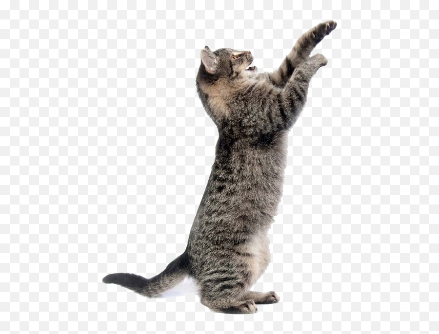 Png Image With Transparent Background - Transparent Background Cats Png,Cat Png Image