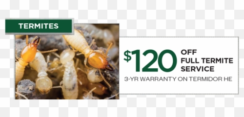 Termite Control Phoenix - 1 Termite Treatment Company In Termite Png,Termite Png